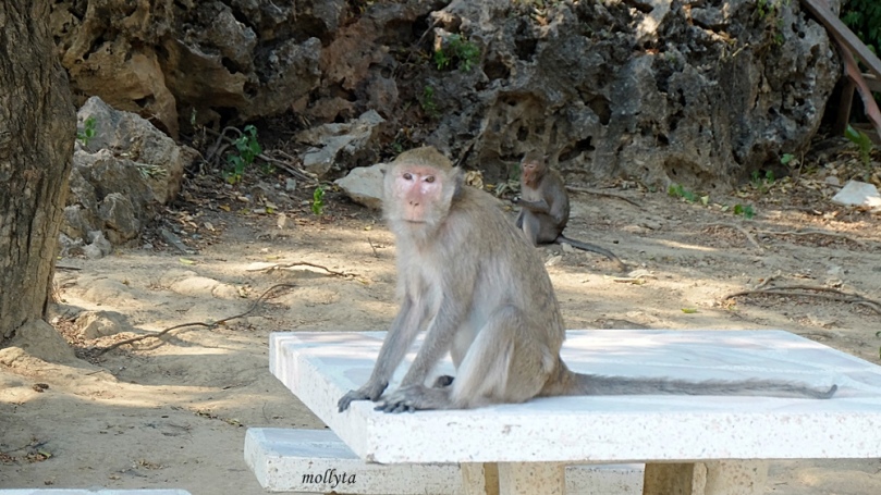 Monyet di sekitar Khao Luang Cave Phetchaburi Thailand