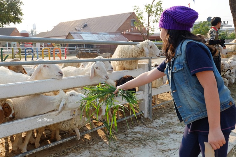 beri makan domba di Swiss Sheep Farm Cha-Am Hua Hin