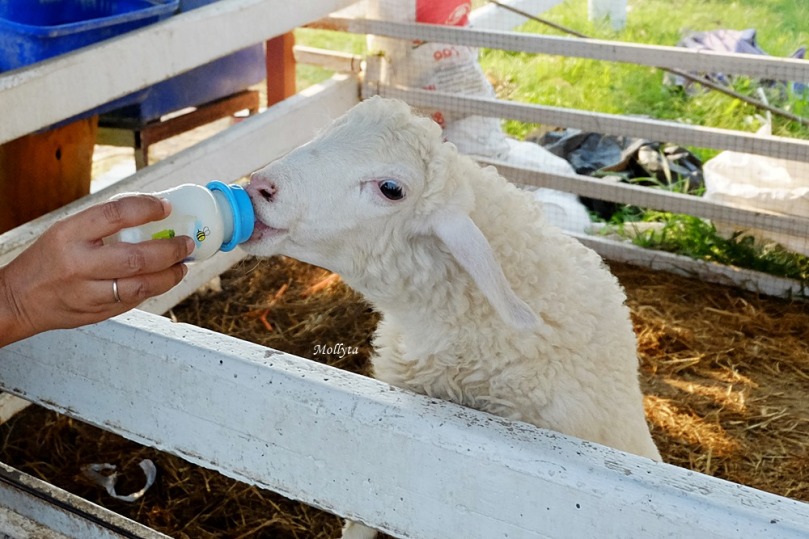 anak domba minum susu di Swiss Sheep Farm Cha-Am Hua Hin Thailand