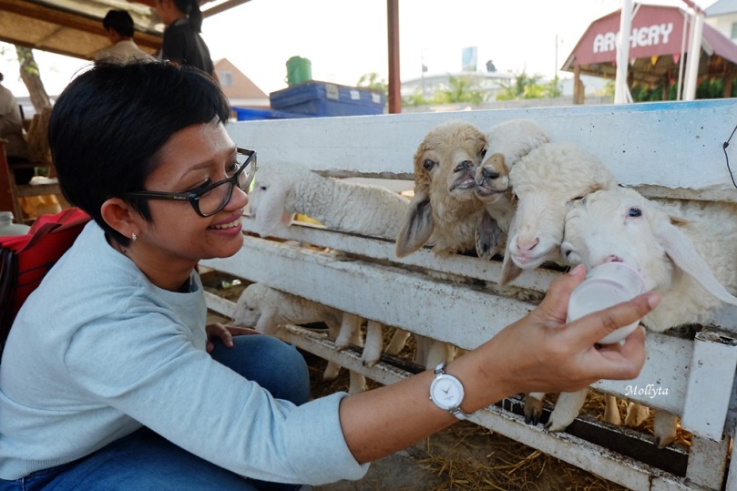 Memberi susu pada anak domba di Swiss Sheep Farm Cha-Am Hua Hin