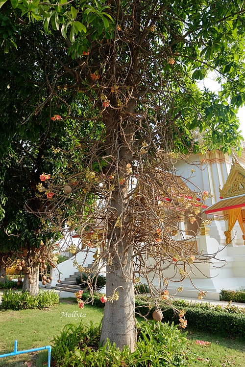 pohon ajaib di kompleks Wat Huay Mongkol Hua Hin