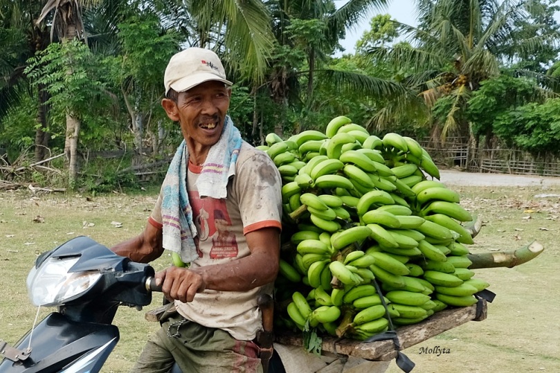Tanaman pisang di Sebesi
