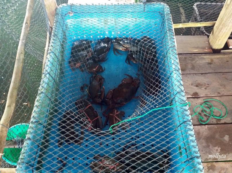 Kepiting di Restoran Kopak Jaya 007