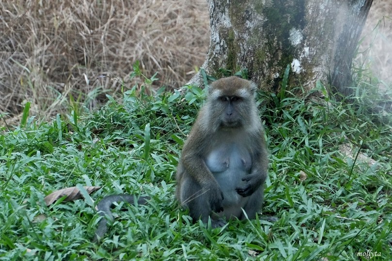Monyet liar di pulau Galang