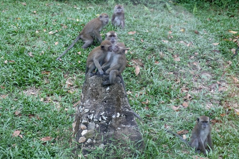 Anak monyet di pulau Galang