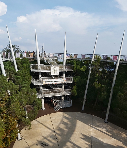 Curtis Crest Tree Top