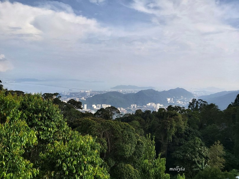 View dari Curtis Crest Tree Top